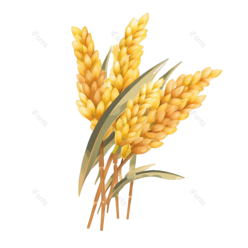 麦子图片,丰收元素,麦田PNG,麦穗免抠素材